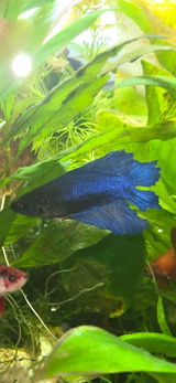 Engin Atili review photo