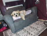 Shania review photo