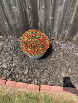 Garvee Customer review photo