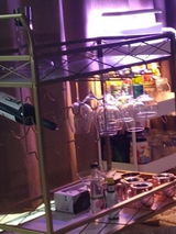 Camilla Coppola review photo