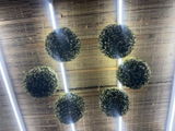 Paola Neri review photo