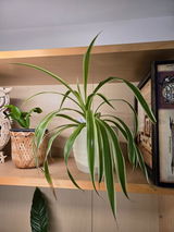 Debi review photo