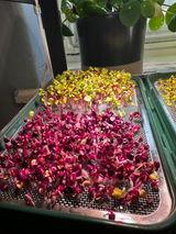 Microgreen Minnie review photo
