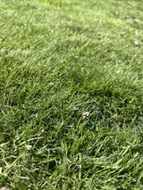 Dragos S. review photo