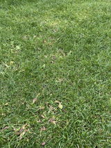 Mihai S. review photo