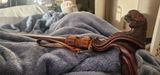Axel review photo