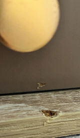ご購入者様 review photo