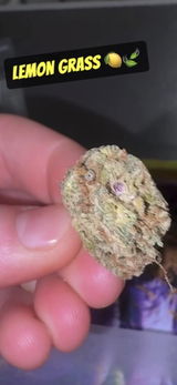 jordan.9b review photo