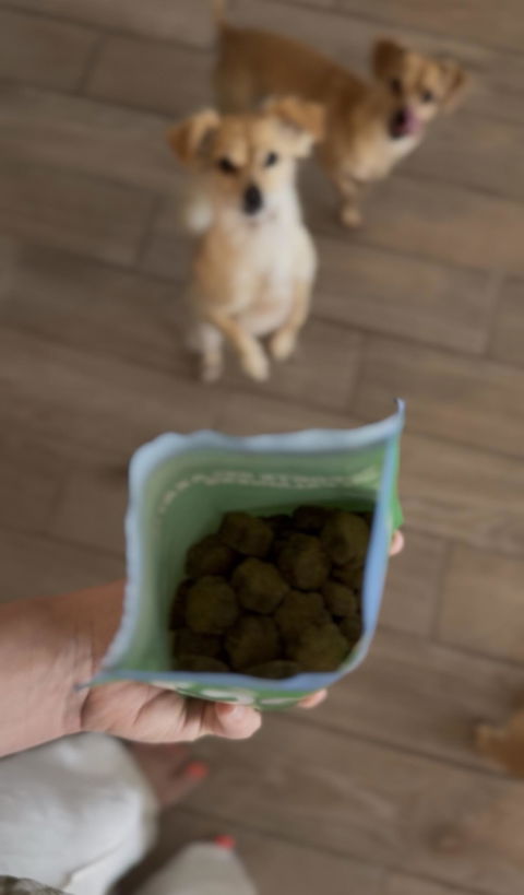 Dog photo from Ashley G.'s Get Joy review