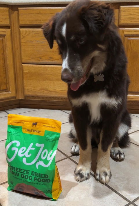 Dog photo from Griffin's Get Joy review