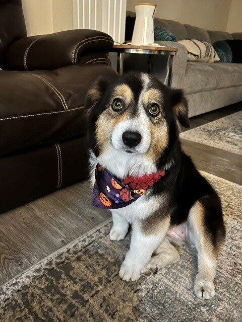 Dog photo from Matt S.'s Get Joy review