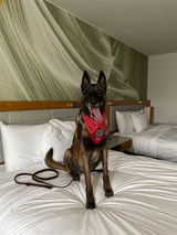 Tessa Anderson, handler to K9Javelin review photo