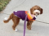 Dog Momma review photo