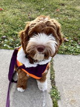 Dog Momma review photo