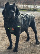 Canadian Shield Cane Corso review photo