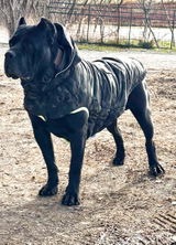 Canadian Shield Cane Corso review photo