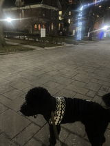 George Michael the Newfypoo review photo