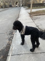 George Michael the Newfypoo review photo