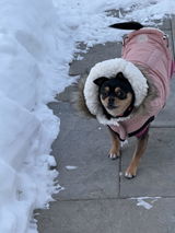 Sugarpuff review photo