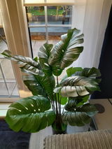 Sue review photo