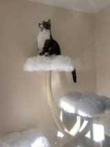 Amazon Customer review photo