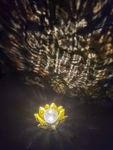 Belle review photo