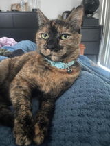 Catmum1 review photo