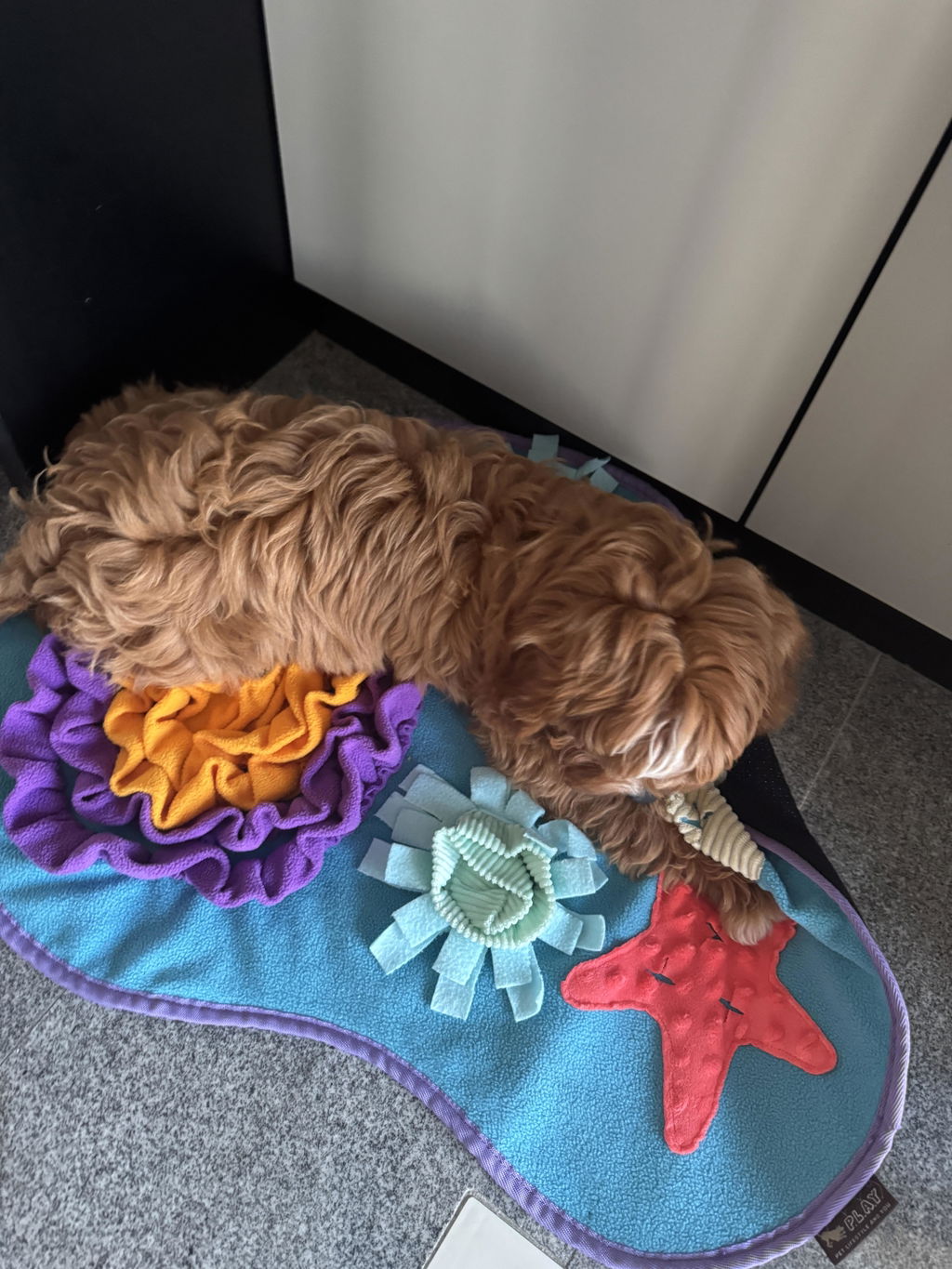 Ginger and Bear
