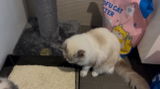Sydneysiderkittens review photo