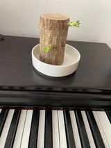 Brazilian Wood Water Lucky Wood Hydroponic Four Seasons Plants