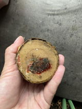 Brazilian Wood Water Lucky Wood Hydroponic Four Seasons Plants