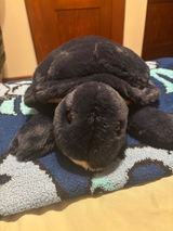 Shelly review photo