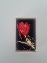 LILIANA review photo
