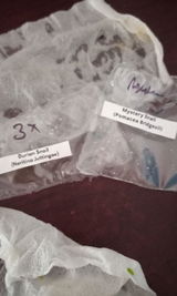 Savannah G review photo