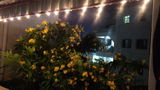 Glimmer Lightings
