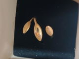 DEVIKA review photo