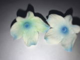 MD review photo