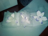 Mayuli G.G. review photo