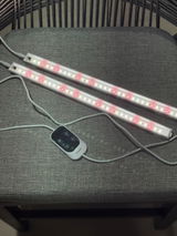 Avlis review photo