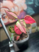 pat_the_plantguy review photo