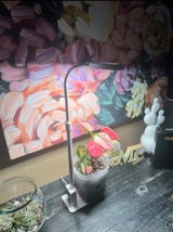 pat_the_plantguy review photo