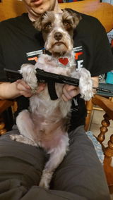 Niklaus the assault Schnauzer review photo