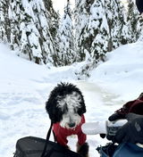Coco_minibernedoodle review photo