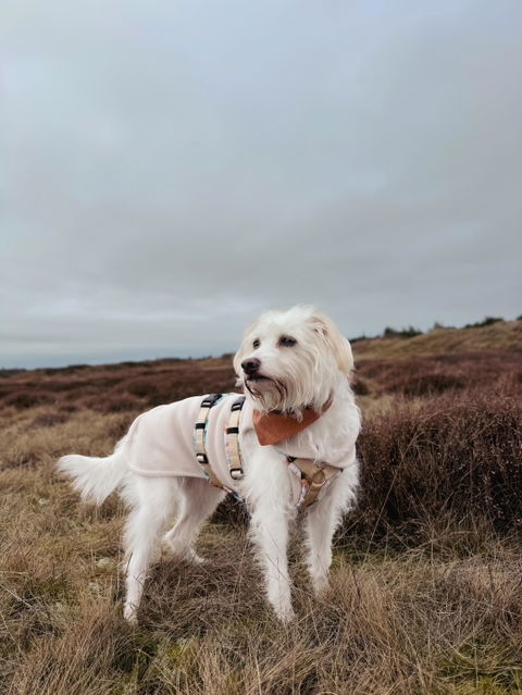 Goldhund