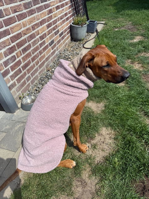 Goldhund
