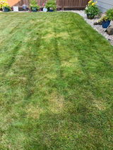 Bob review photo
