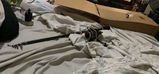 Kaelah review photo