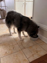 PomskyMania review photo