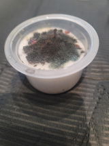 Tobijah Seib review photo