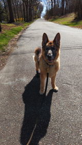 GSDGirl review photo